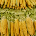 Corns